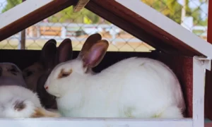 Rabbit House