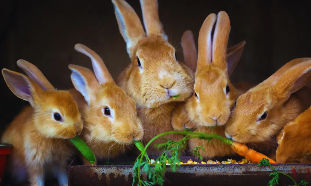 Rabbit Nutrition