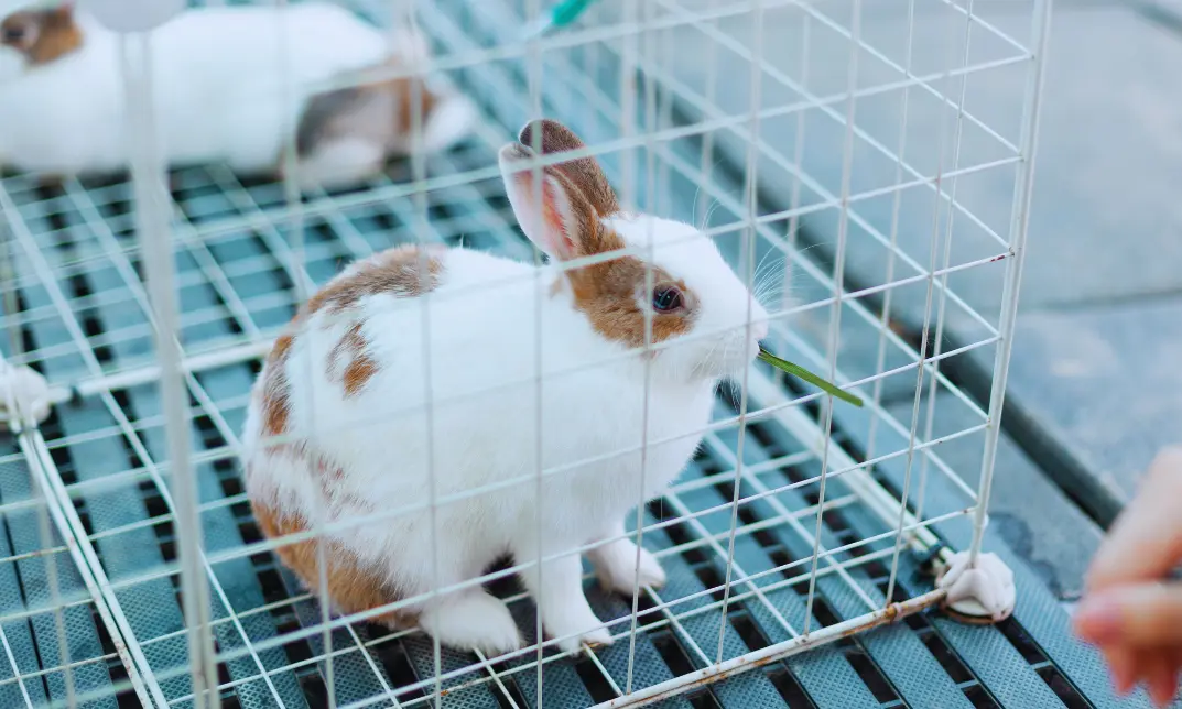 Rabbit habitat