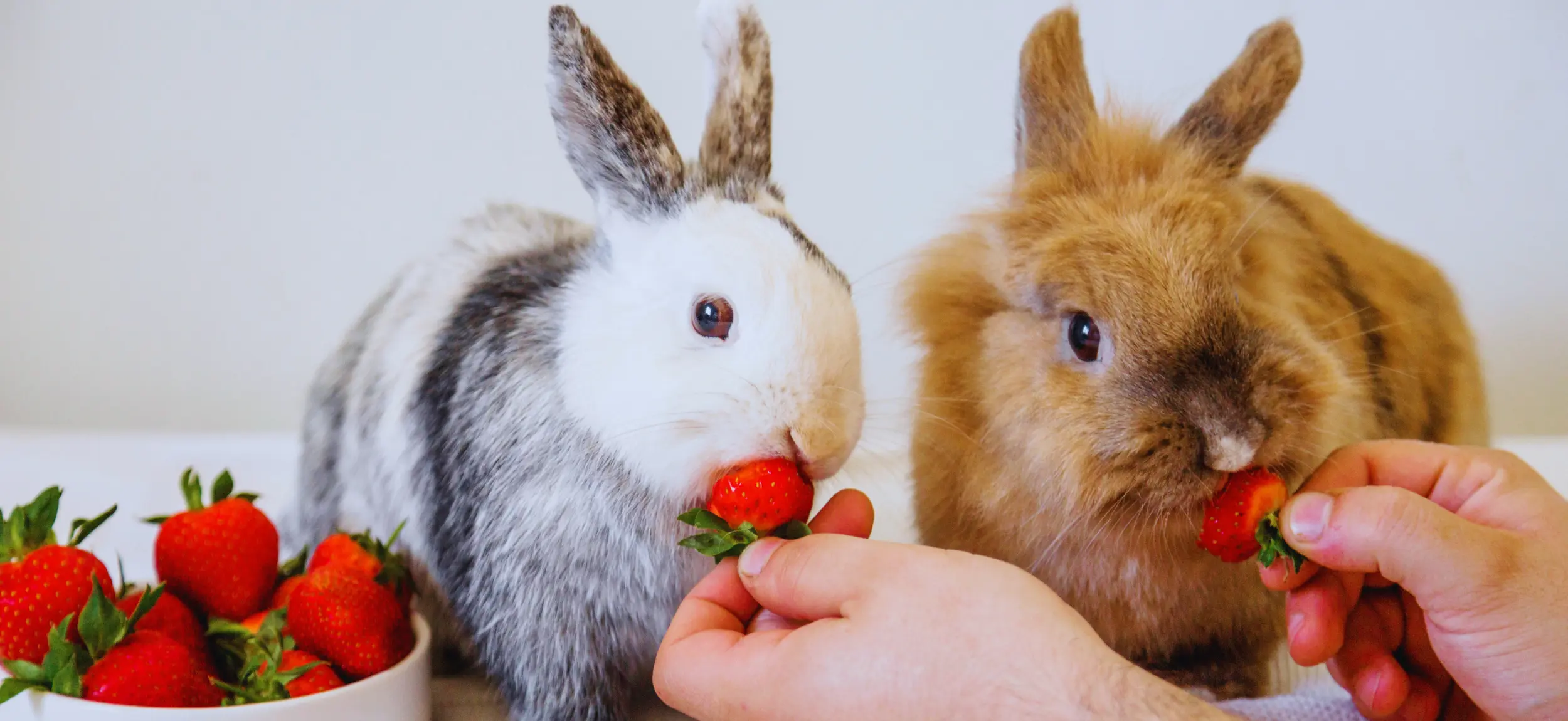 rabbit hand feeding