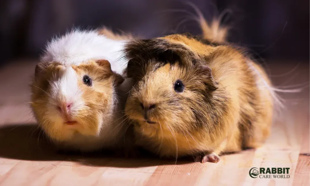 American Guinea Pig