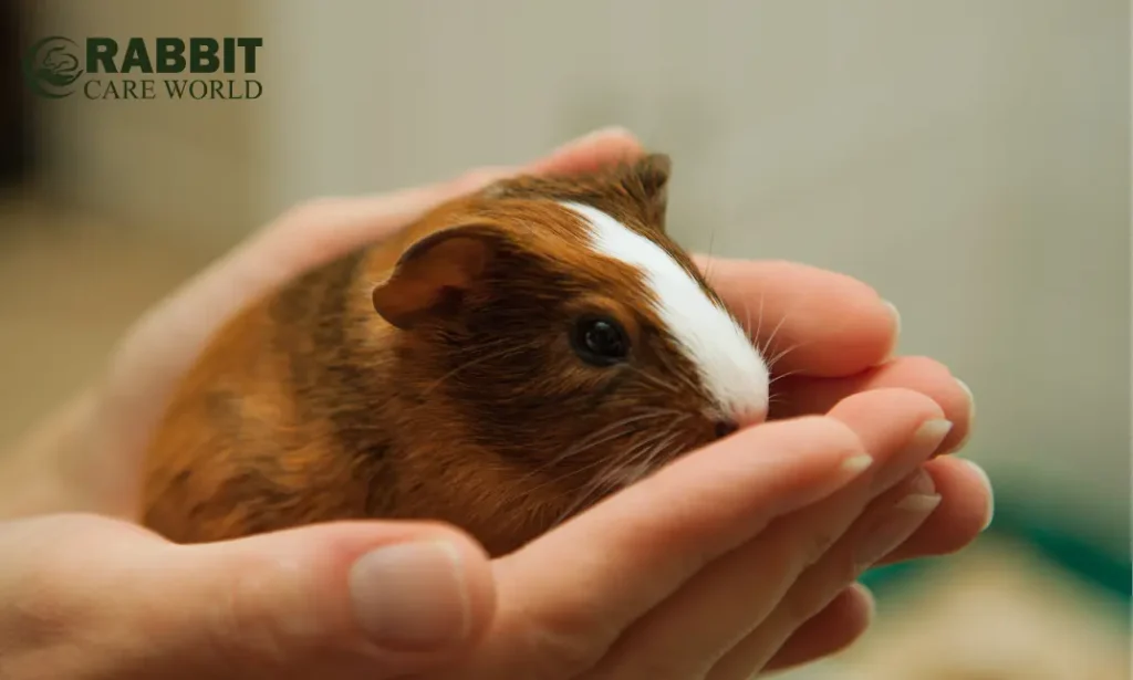 Baby Guinea Pigs