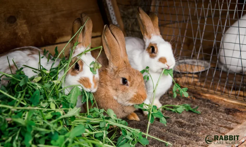 Can Rabbits Eat Celery