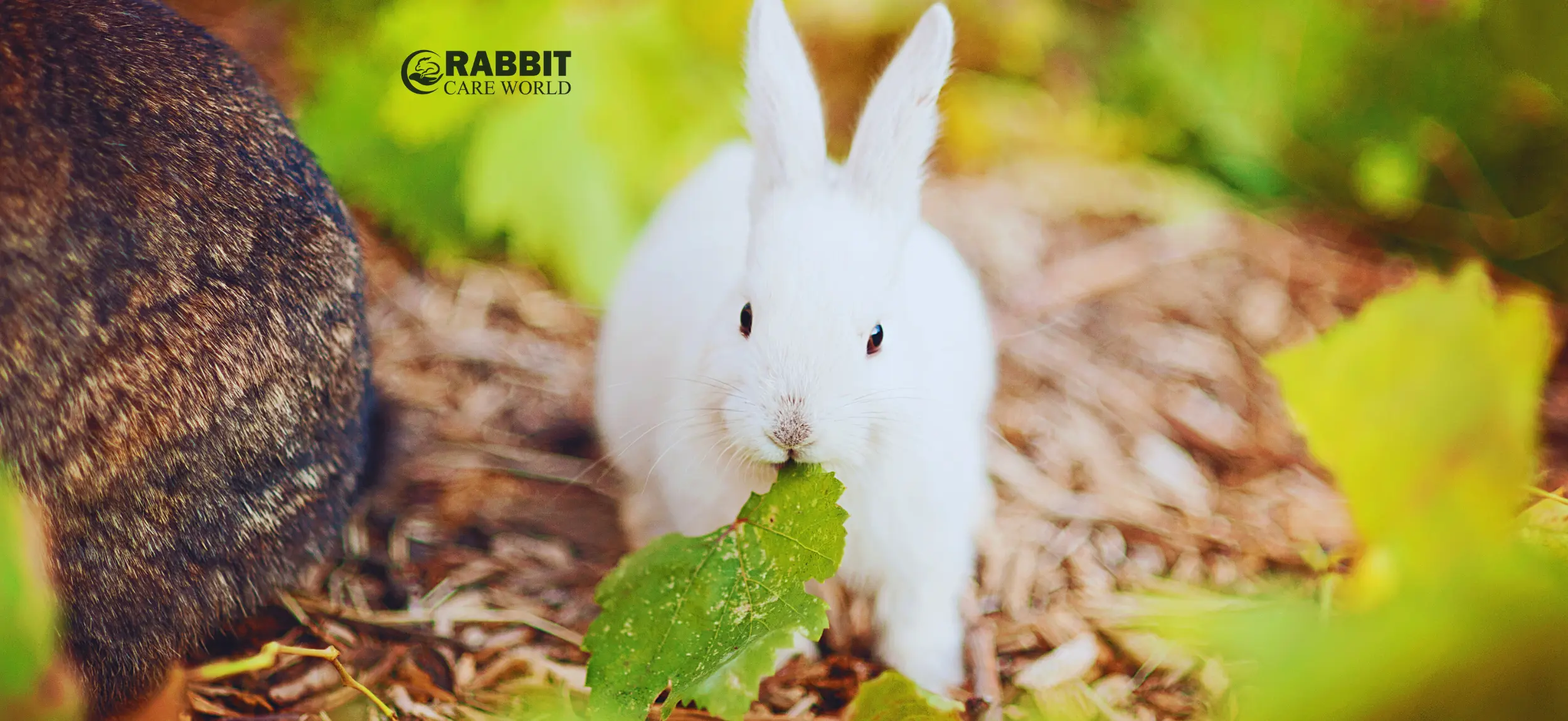 Can Rabbits Eat Celery Leaves