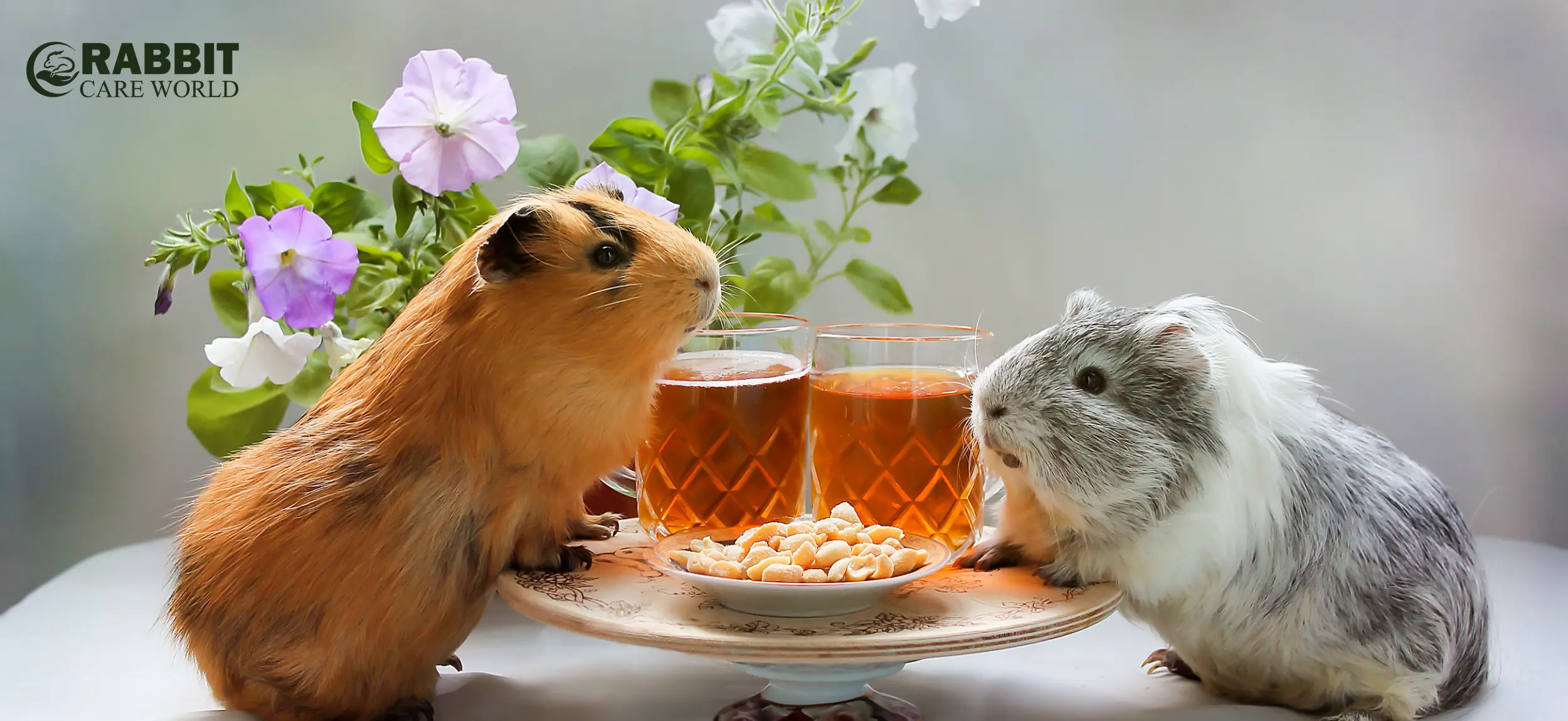 Diet of Baby Guinea Pigs