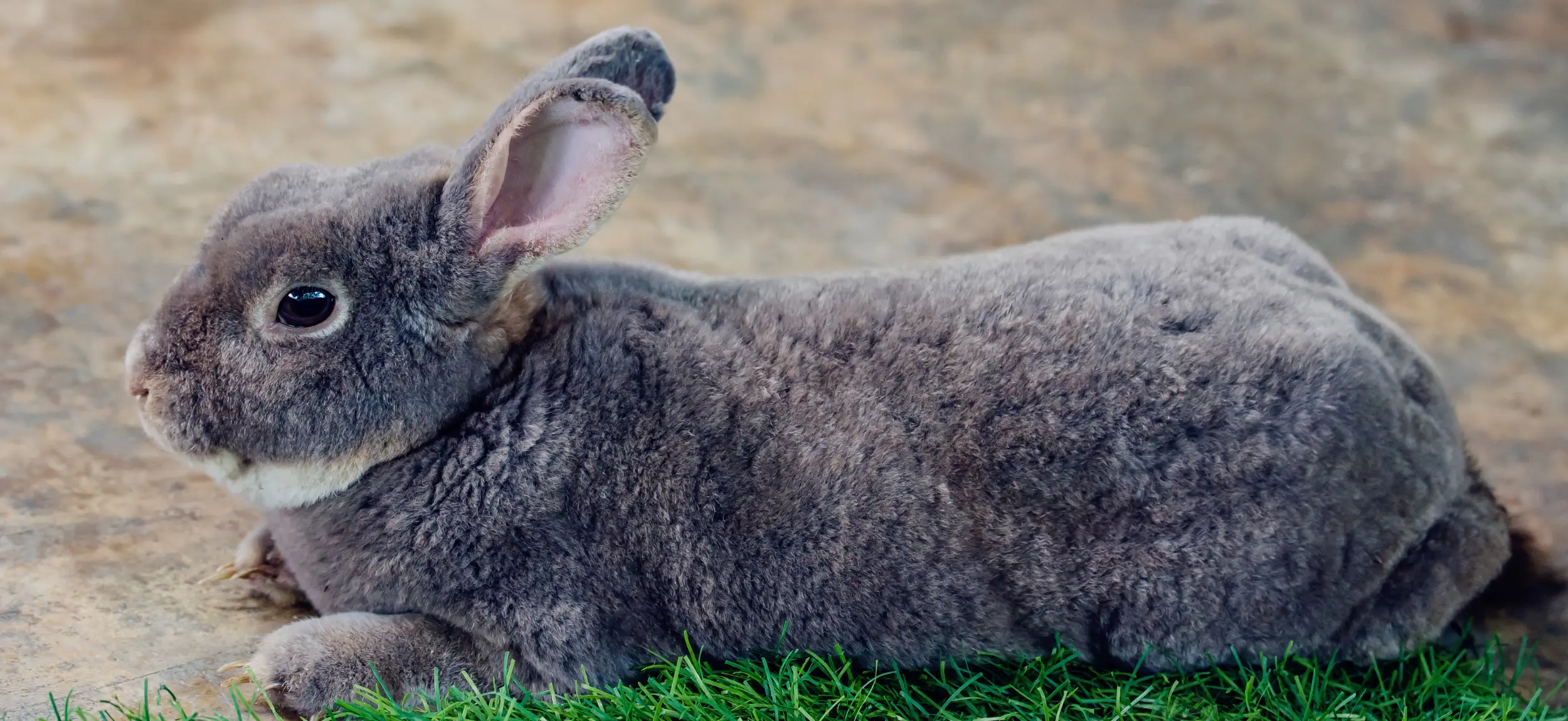 Flemish Giant