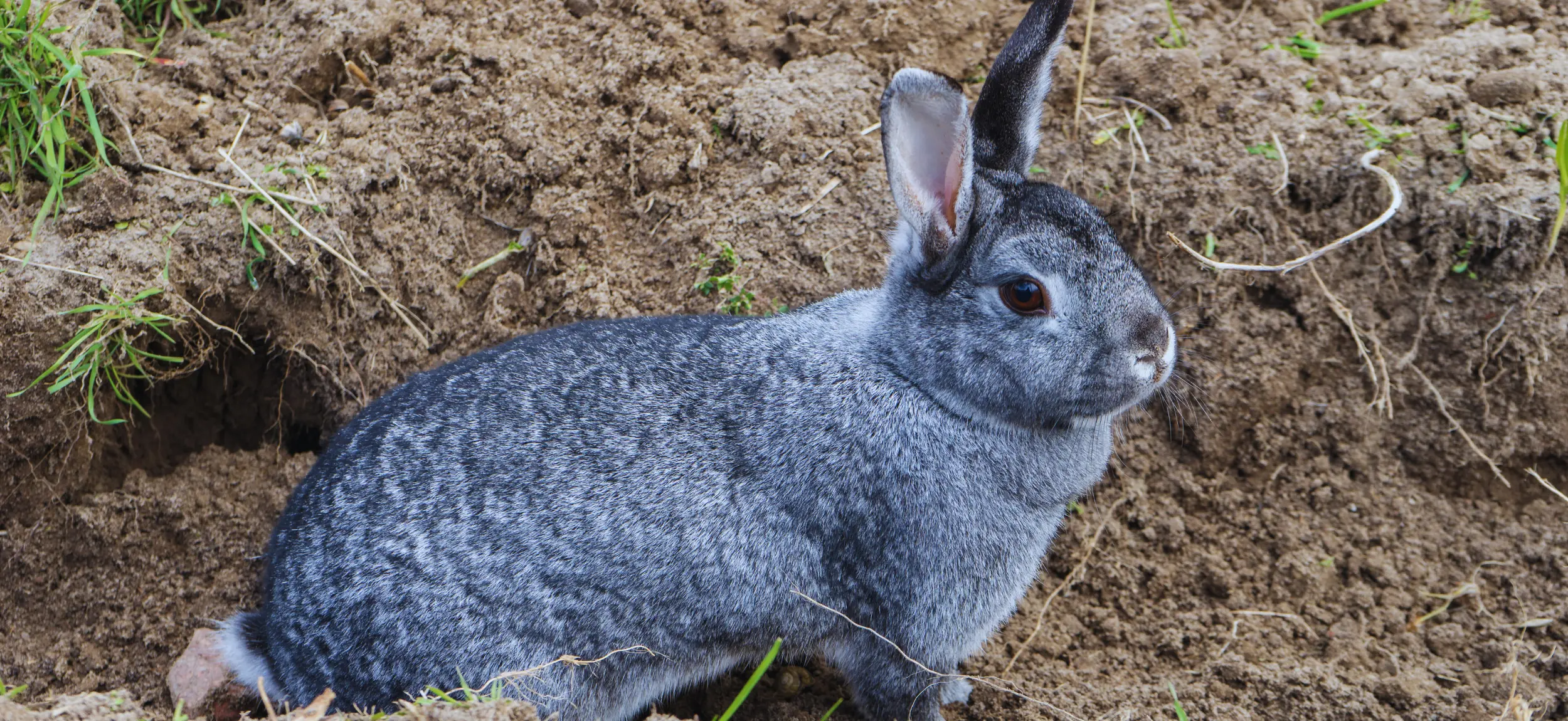 Giant Chinchilla