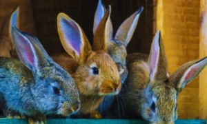 large rabbit breeds