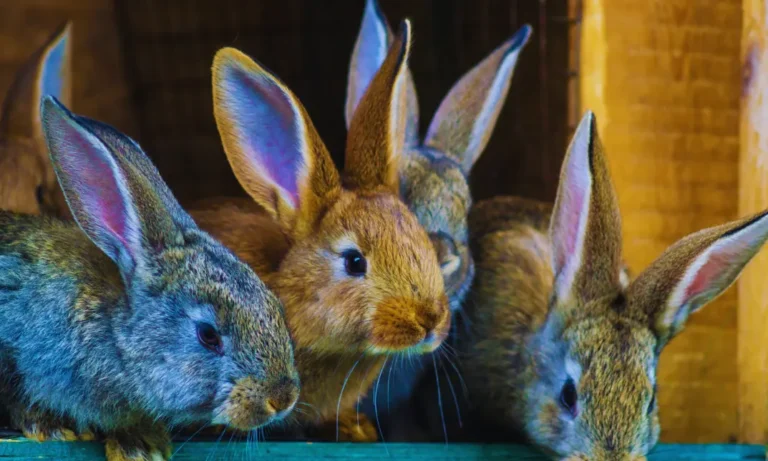 large rabbit breeds