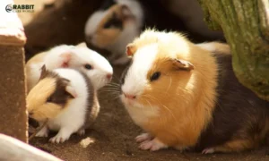 guinea pig names