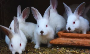 best rabbit breeds for pets