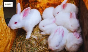 Breeding Giant Rabbits