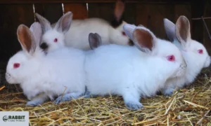 Meat Rabbit Breeding