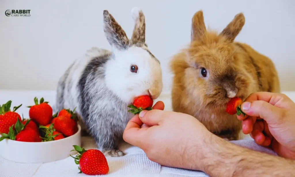 can rabbits eat blackberries