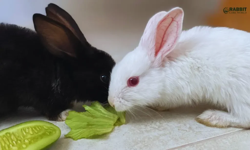 can rabbits eat cucumber