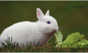 Can bunnies eat cabbage