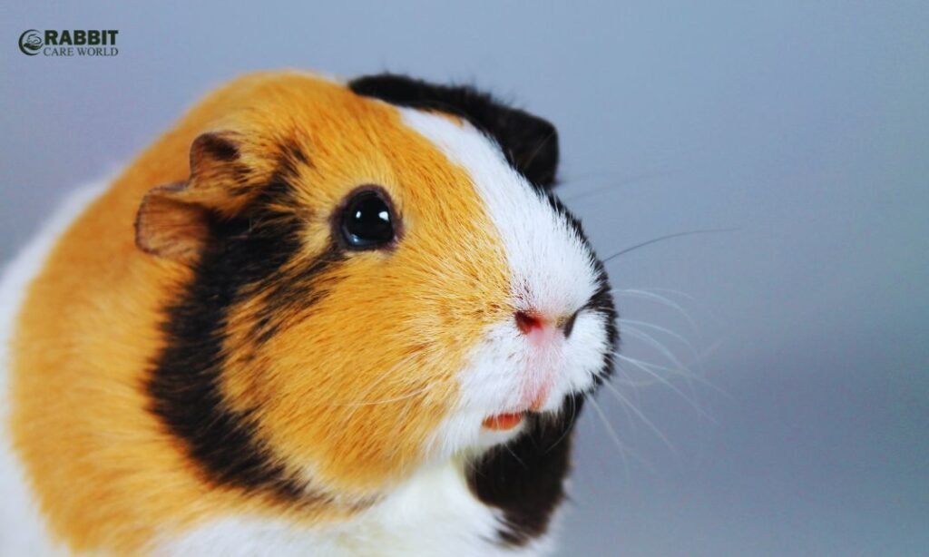 Girl guinea pig names