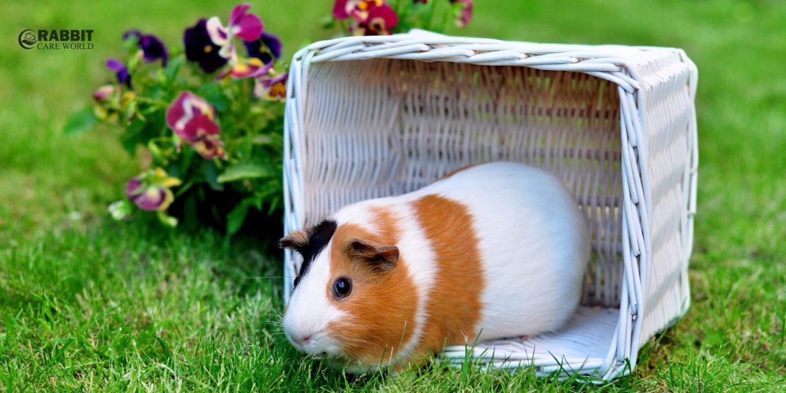 History of Guinea Pigs