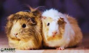 Sexing Guinea Pigs