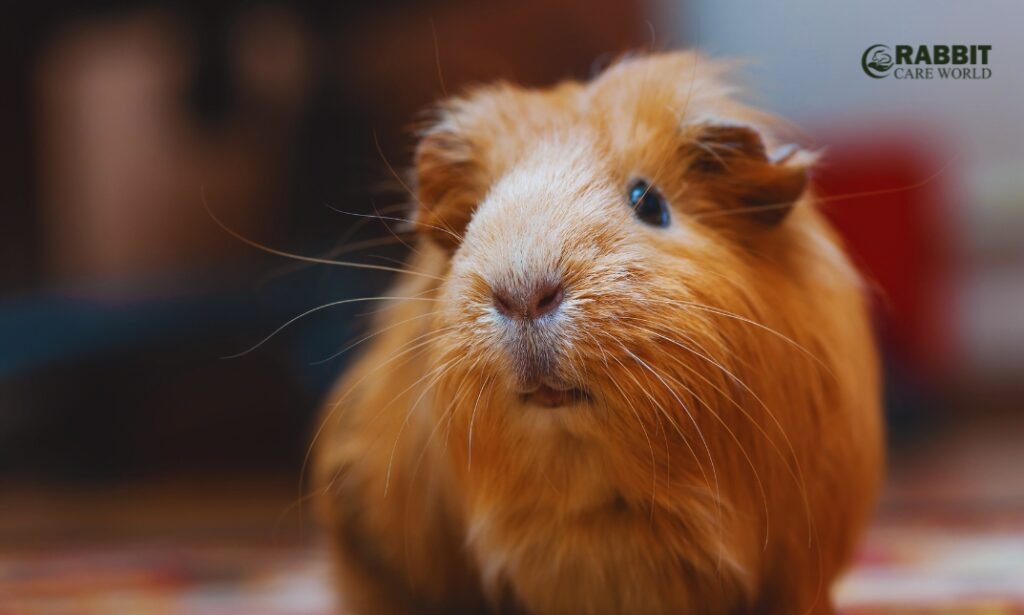 Teddy Bear Guinea Pig