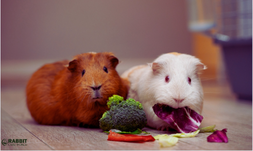 Can Guinea Pigs Eat Bunny Food?