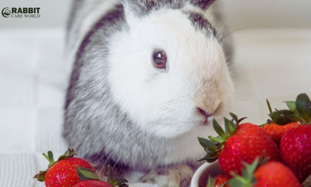 Can rabbits have blackberries