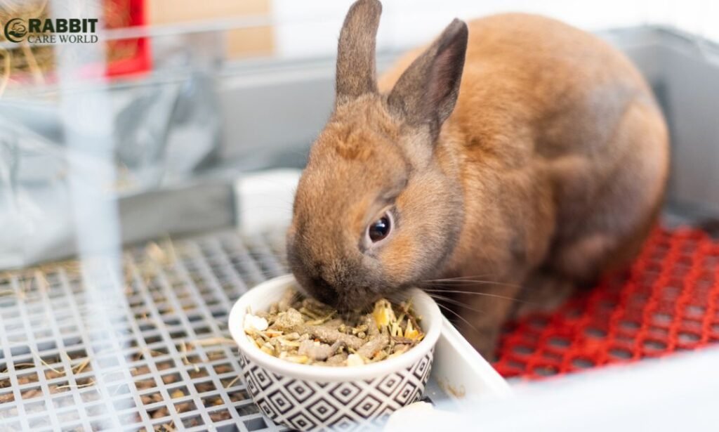 Rabbit feeders