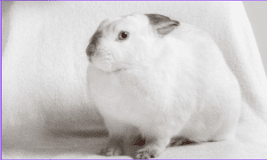 Small Rabbit Breed