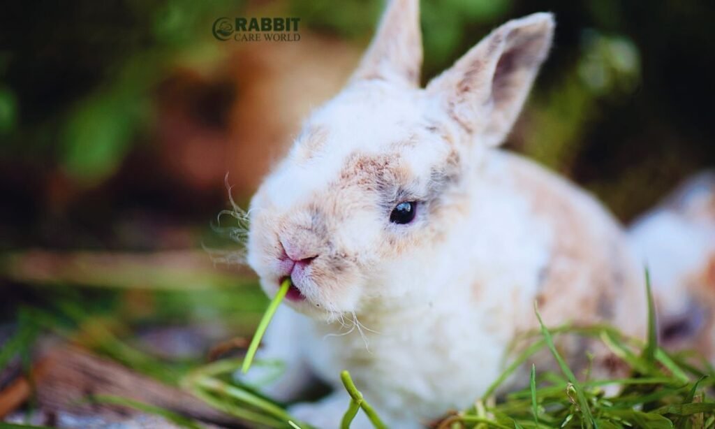 Can Bunnies Have Spinach?