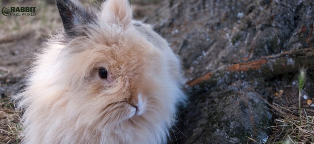 Giant Angora