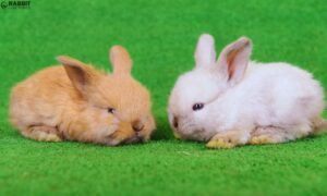 How to Care for Newborn Rabbits