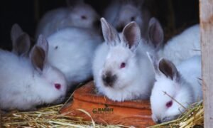 Top 10 Largest Rabbit Breeds