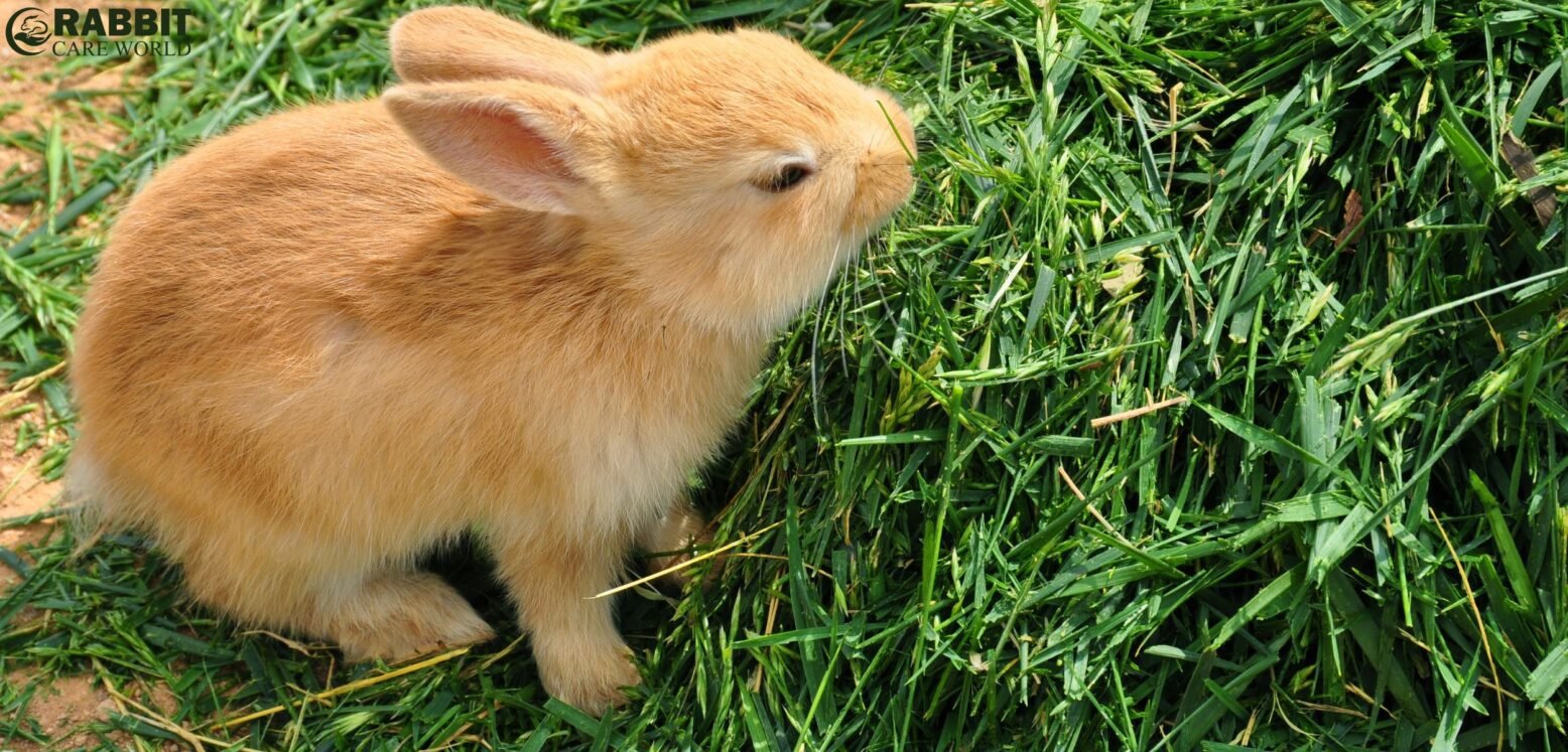 newborn bunnies