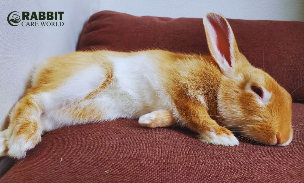 Do Rabbits Sleep with their Eyes Open