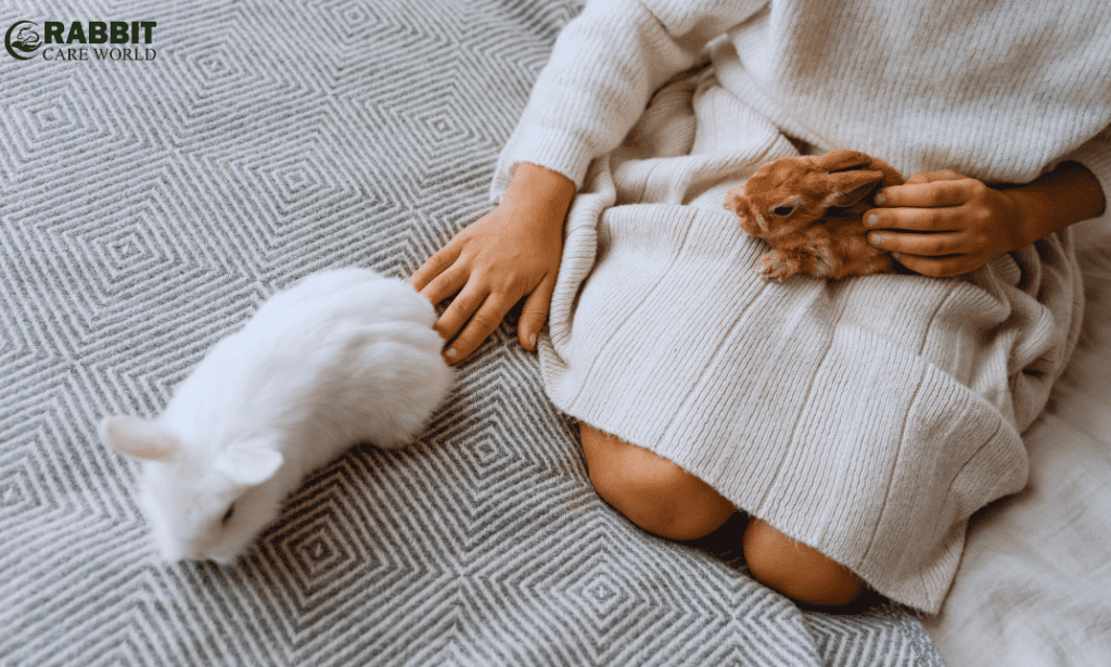 How to care for an indoor rabbit