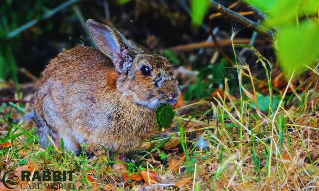 What Do Wild Rabbits Eat