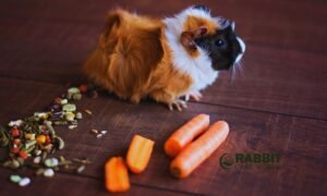 American Guinea Pigs Baby Care