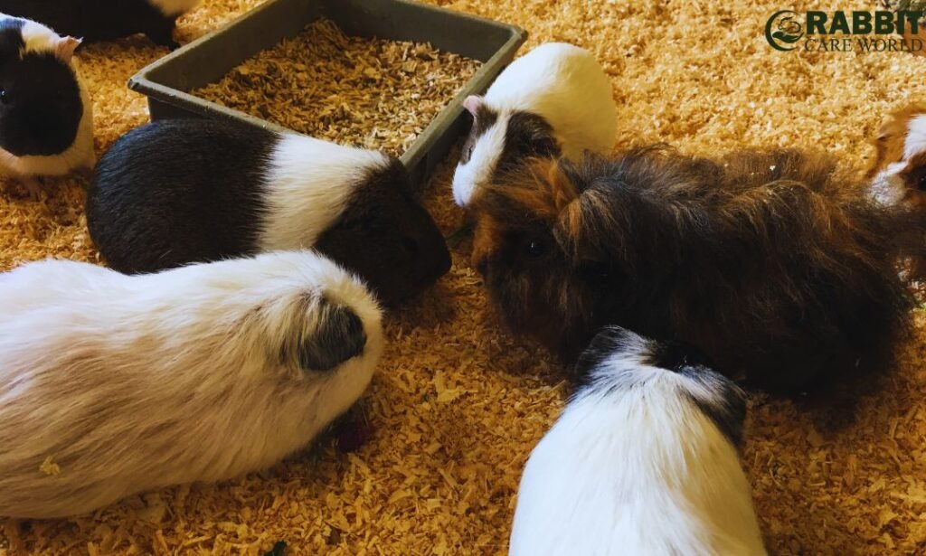 Are There 14 Different Breeds of Guinea Pigs