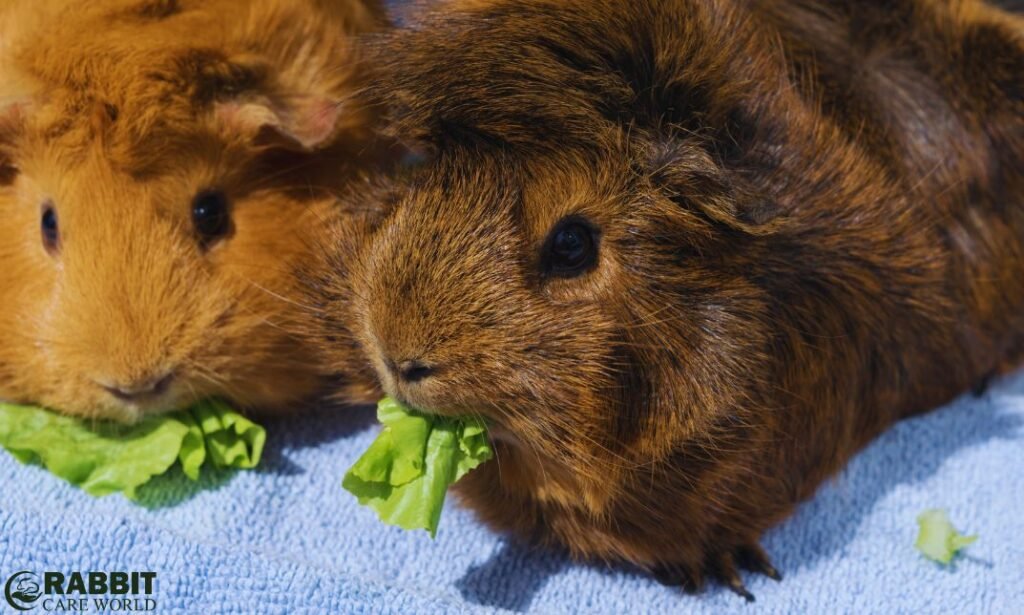 Can Guinea Pigs Eat Grape Leaves