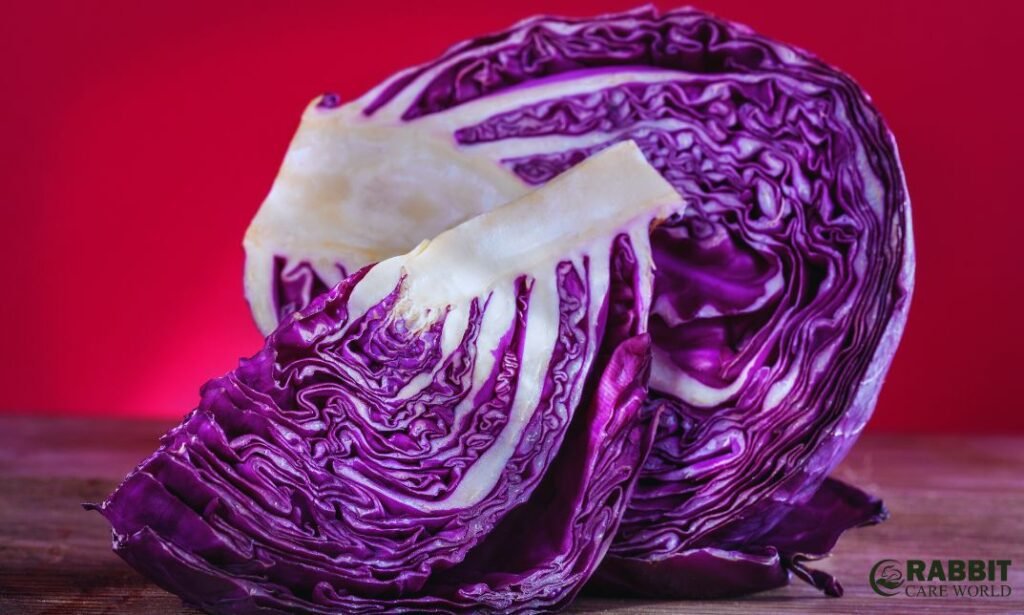 Can Guinea Pigs Eat Red Cabbage