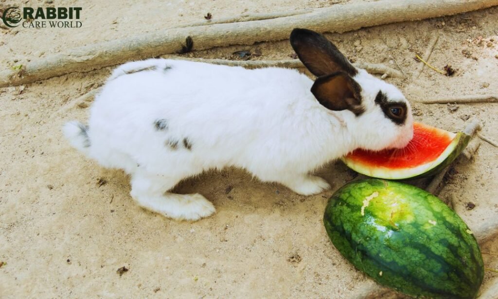 Can Guinea Pigs Eat Watermelon Rind