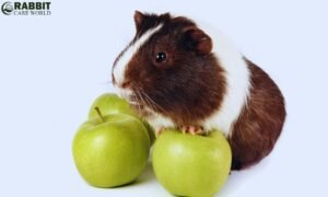 Can Guinea Pigs Eat apple