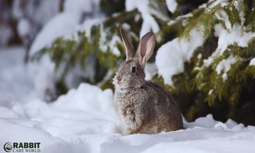 Can Rabbits Stay Outside in Winter