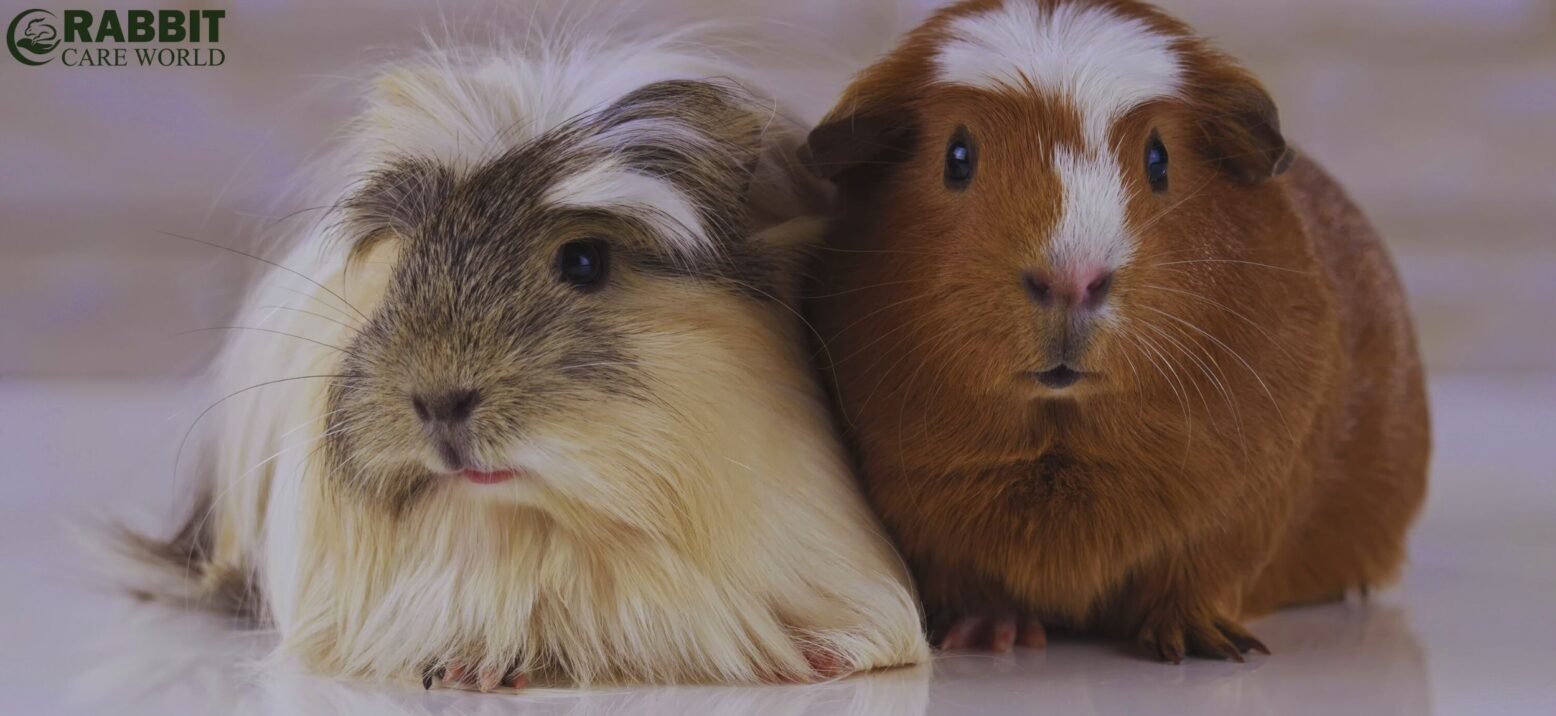 Coronet Guinea Pig