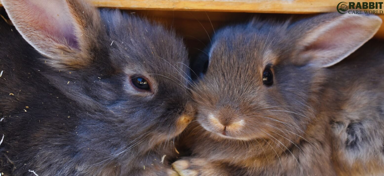 Cuddle Behavior In Rabbits