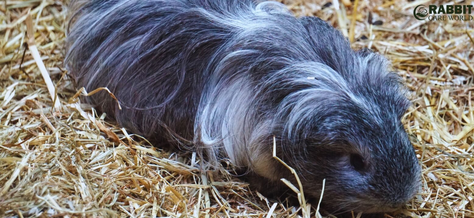 Exotic Long-haired Breeds