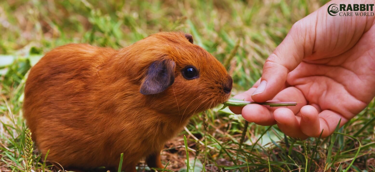 Feeding And Nutrition