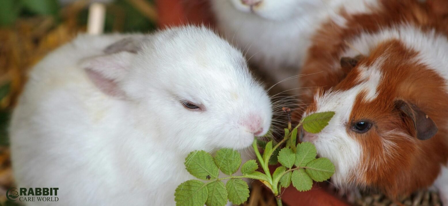 Guinea Pigs' Diet