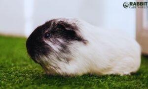 Himalayan Guinea Pig