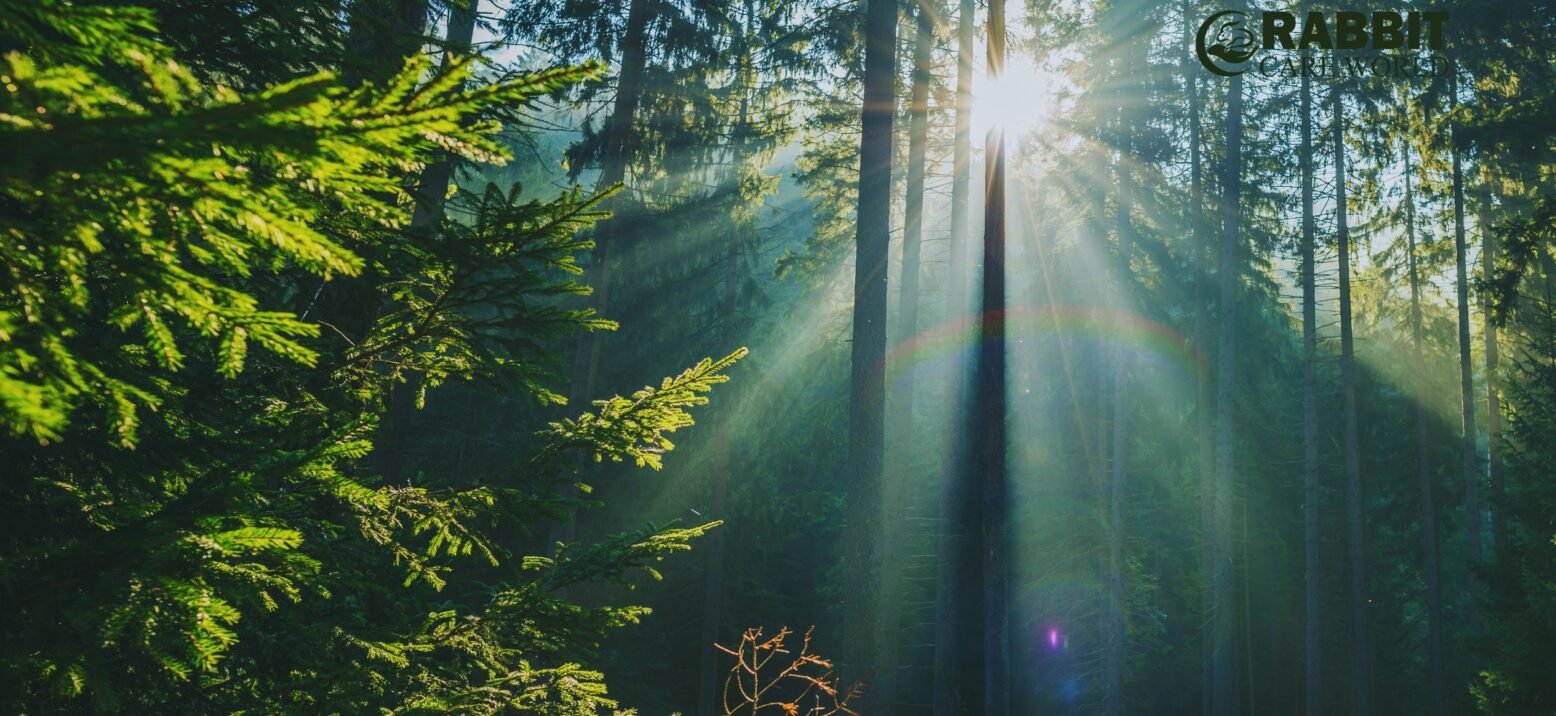 Importance Of Sunlight For Rabbits